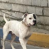 واگذاری سگ پیتبول یک ساله