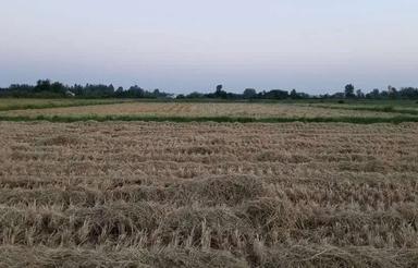 یک هکتار زمین زیباکنار