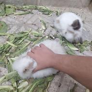 یک جفت خرگوش لوپ پشمالو