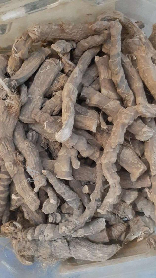 خرید و فروش گیاهان دارویی عمده و خرده