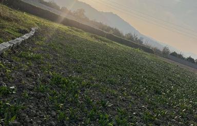 261متر واقع در شمال نوار جنگل