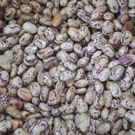 لوبیا چیتی امسال