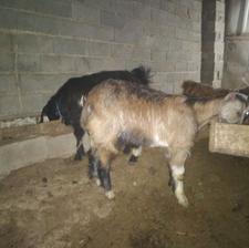 بزغاله نردورگ پاکستانی