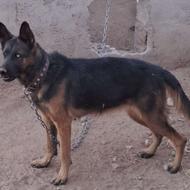 سگ ژرمن 1 ساله