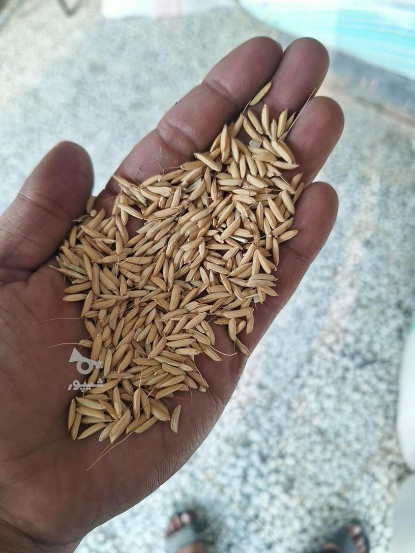 خریدار شالی وبرنج به صورت نقدی وبه قیمت روز