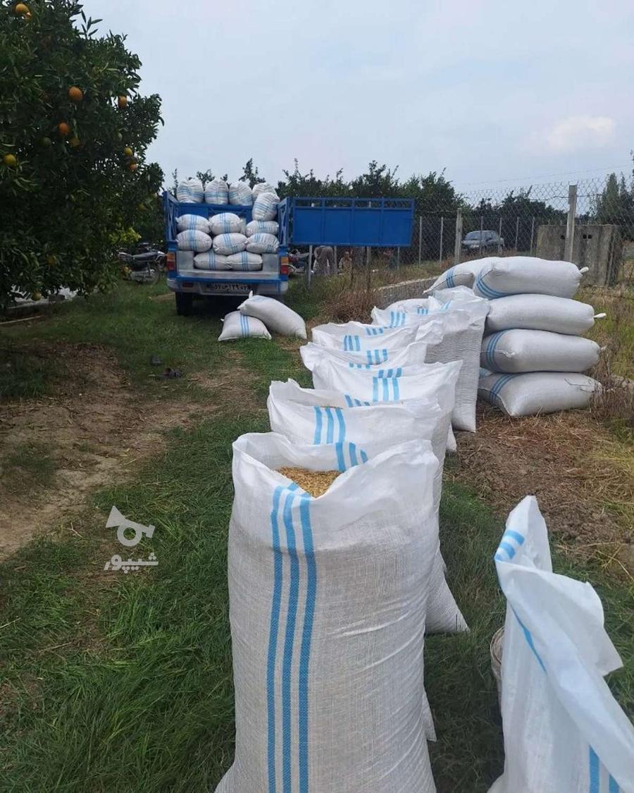 خریدار شالی وبرنج به صورت نقدی وبه قیمت روز