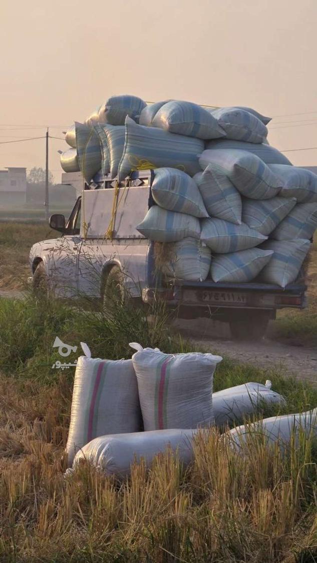 خریدار شالی وبرنج به صورت نقدی وبه قیمت روز