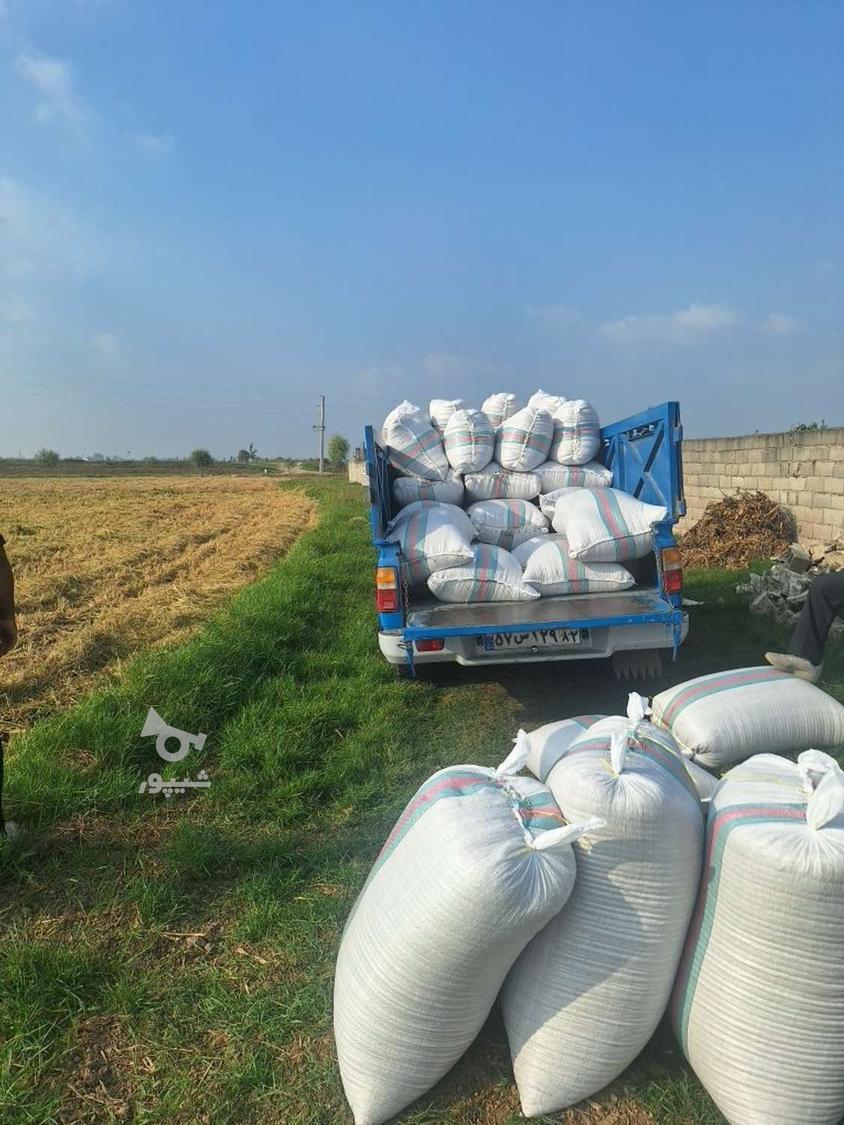 خریدار شالی وبرنج به صورت نقدی وبه قیمت روز