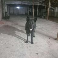 واگذارسگ نژاد ژرمن بلک