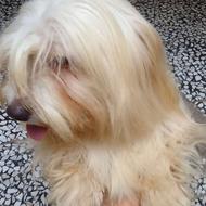 واگذاری شیتزو ترییر