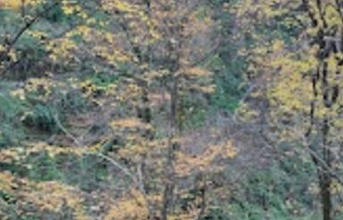 زمین مسکونی 324 متری