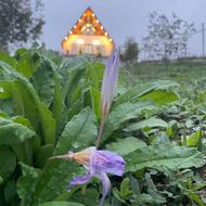 کلبه سوئیسی نوشا