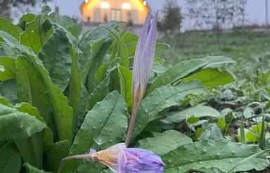 کلبه سوئیسی نوشا