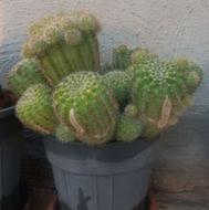 گلدان طبیعی قیمت مناسب