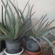 گلدانهای طبیعی