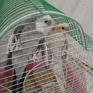 جفت عروس هلندی