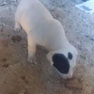 واگذاری توله نر داگو آرژانتینی