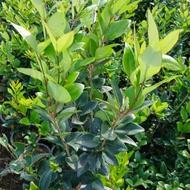 استخدام نیرو