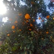 پرتقال تامسون