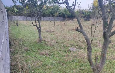 فروش زمین کشاورزی 300 متر در شاه منصور محله