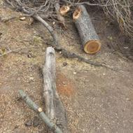 درختان سنوبر شمارا به قیمت خوب خریداریم