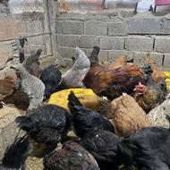 مرغ و خروس اردک محلی