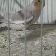 شش عدد پرنده