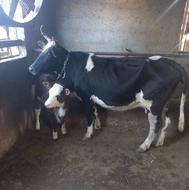 گاو محلی با گوساله ماده گاو صحرا شو