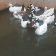 اردک مگ مگی.