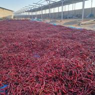 فروش 5 تن فلفل قرمز