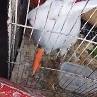 خرگوش رایگان