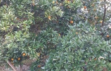 فروش زمین با خانه مسکونی قولنامه ای به مساحت 600متر