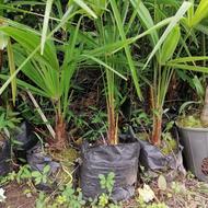 پالم لاتانیا