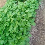 فروش اسفناج و ترپ