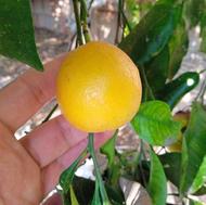 نارنج سردرختی