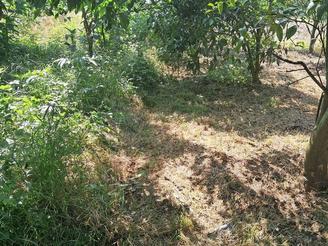 فروش زمین باکاربری باغات