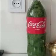 برگ انگور برای امسال ترو تازه 4تامونده