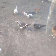 4تا اورک خوارجی ماده 1اودک خوارجی نر