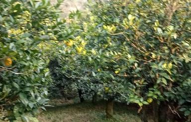 فروش باغ پرتقال 3000 متر در قاسم آباد علیا