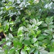 یاس هلندی کوچک و بزرگ،پالم،سیکاس،بابا آدم،شمشاد زمینی