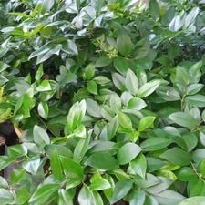 یاس هلندی کوچک و بزرگ،پالم،سیکاس،بابا آدم،شمشاد زمینی