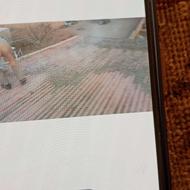 کود کفتر چاهی