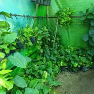 فروش گیاهان خانگی و اپارتمانی تک و عمده