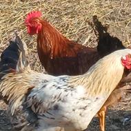 خروس محلی درجه یک