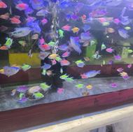 ماهی زینتی و لوازم آکواریوم