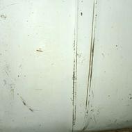 کاپوت بی رنگ 2000