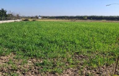 فروش زمین شالیزار 3000 متر در دوک