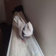 کفتر سالم خوب طوقی