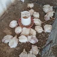 مرغ ته سالنی