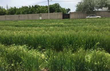 فروش فوری 4000 متر زمین روستای حاجی بیک